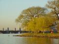 Spring Esplanade Willows, Esplanade, April 27, 2003